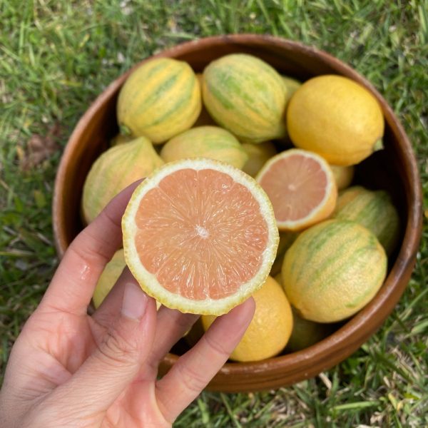 Pink Lemon