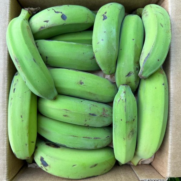 Pisang Raja Banana - Image 3