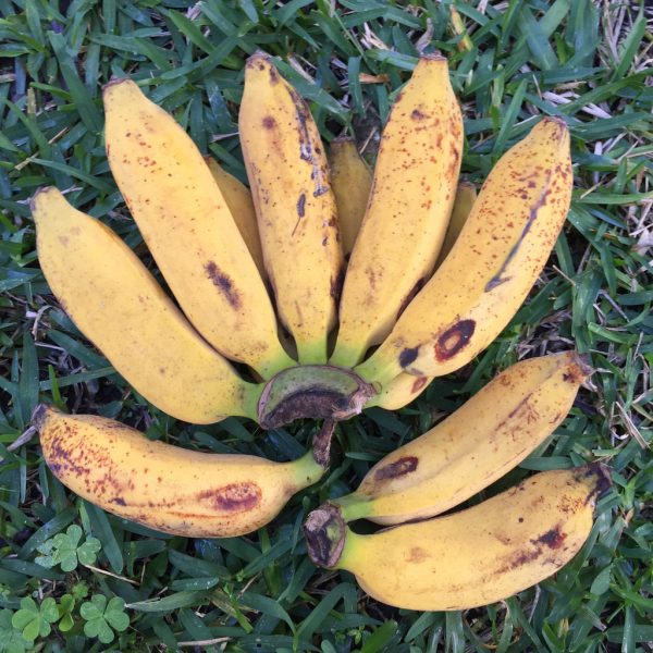 Pisang Raja Banana