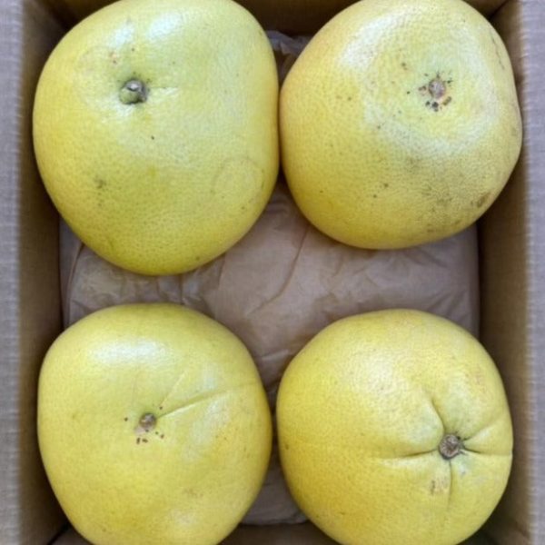 Pomelo - Image 4