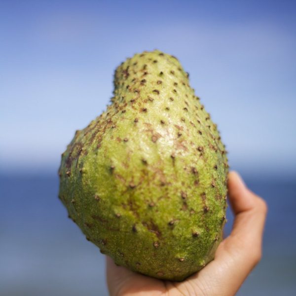 Premium Soursop (Guanabana) *LIMITED* - Image 2