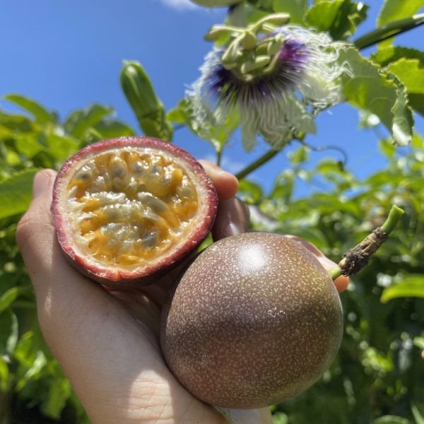 Purple/Pink Passionfruit (Lilikoi)