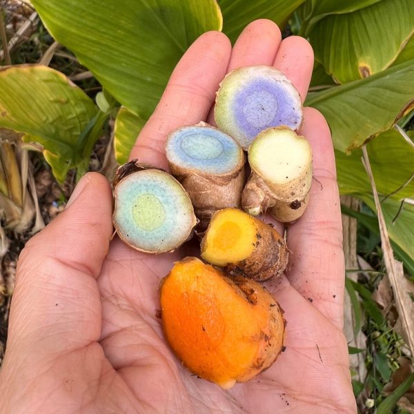 Rainbow Turmeric Box