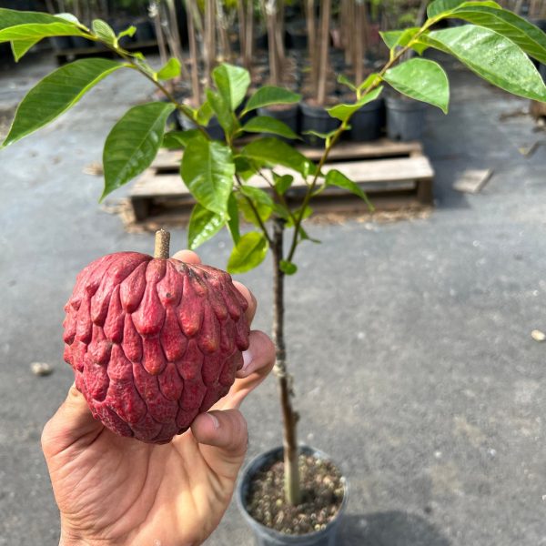 Red Atemoya GRAFTED TREE *Pre-Order*