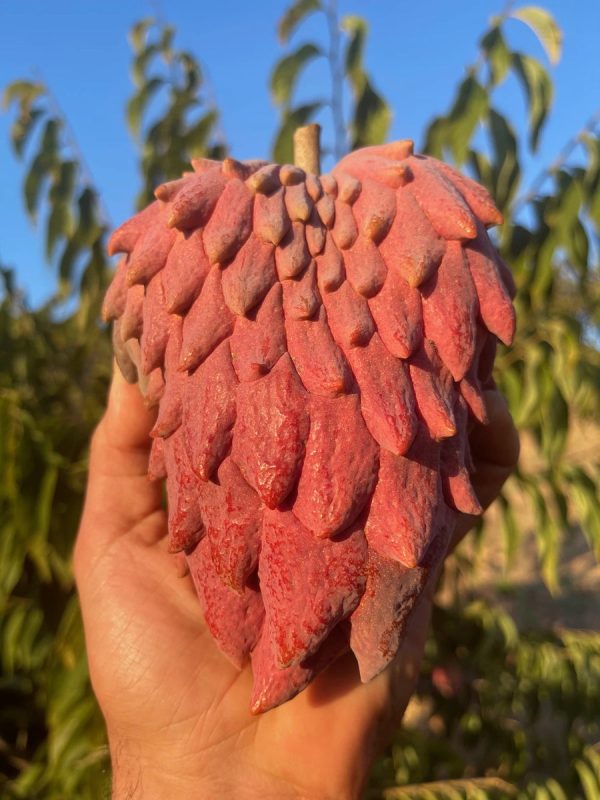 Red Atemoya GRAFTED TREE *Pre-Order* - Image 3