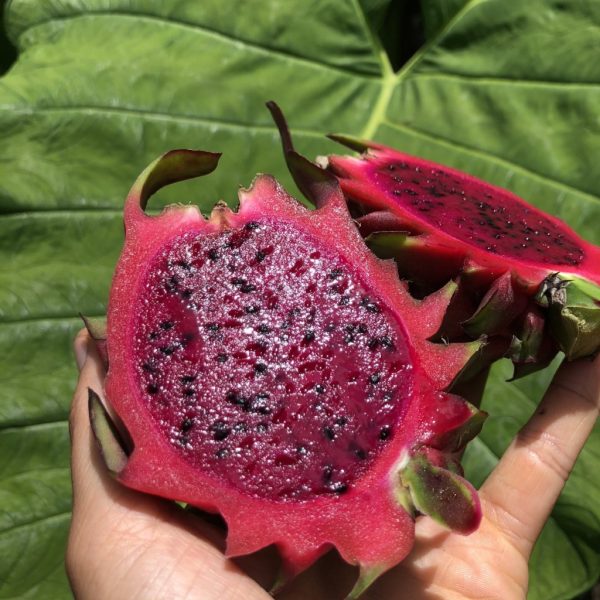 Red Dragonfruit (Pitaya) *Pre-Order* - Image 2