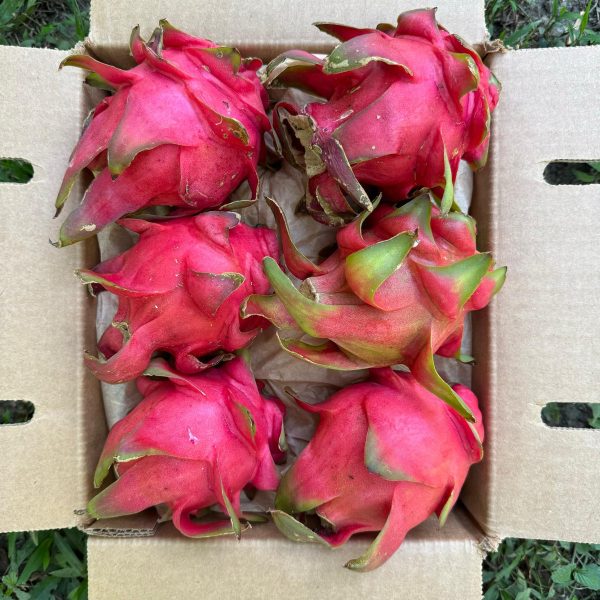 Red Dragonfruit (Pitaya) *Pre-Order* - Image 3
