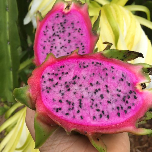 Red Dragonfruit (Pitaya) *Pre-Order* - Image 4