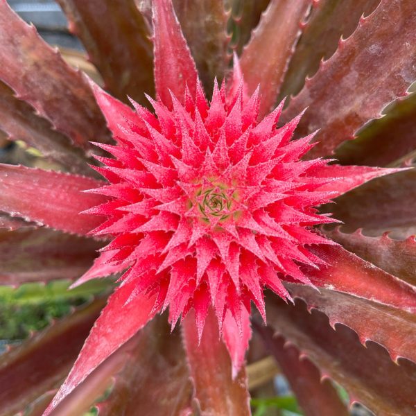 Red Pineapple Plant *Pre-Order*
