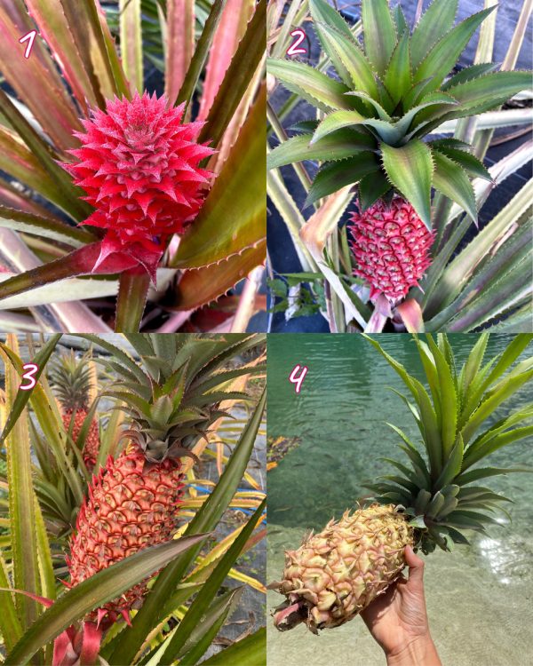 Red Pineapple Plant *Pre-Order* - Image 3
