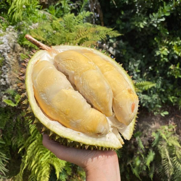 Red Prawn Durian - Image 2