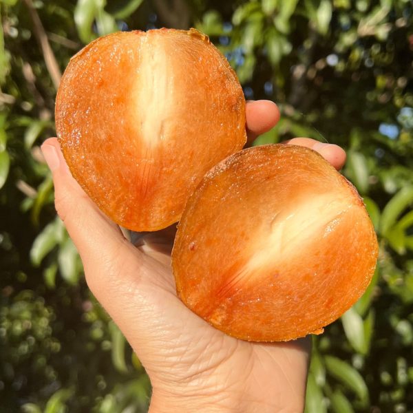 Sapodilla