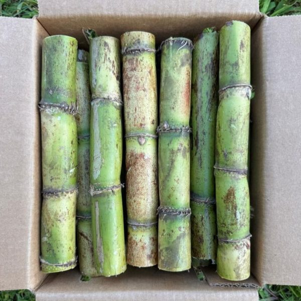 Sugarcane - Image 3