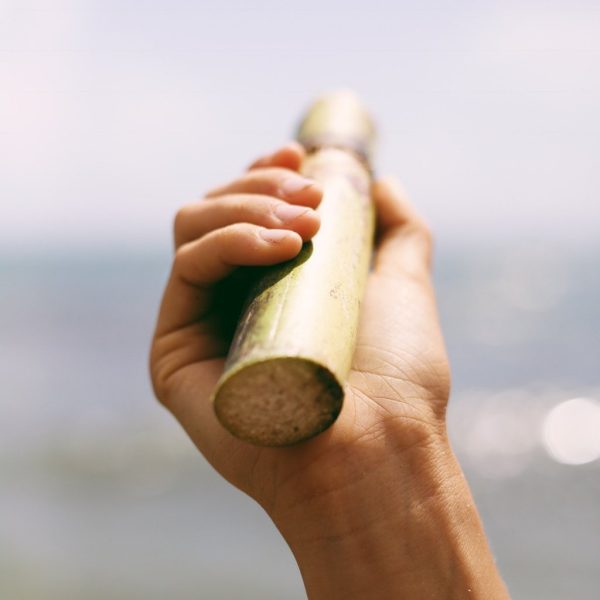 Sugarcane