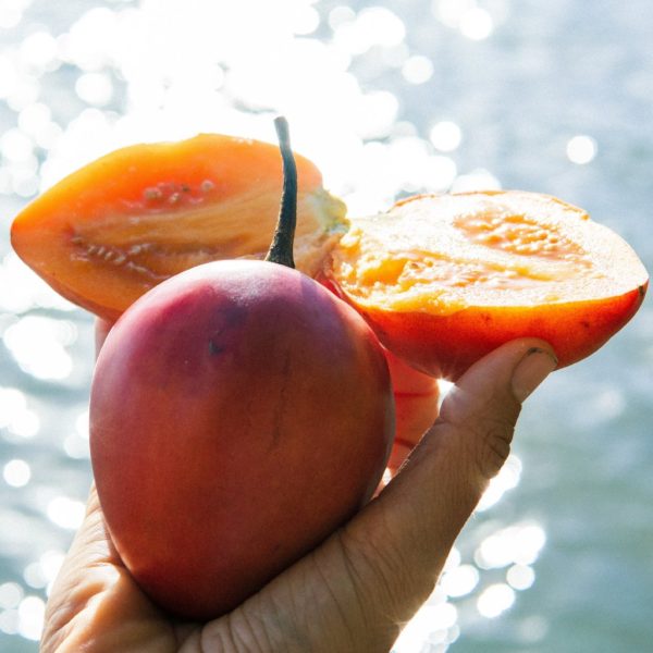 Tamarillo (Tree Tomato) - Image 2