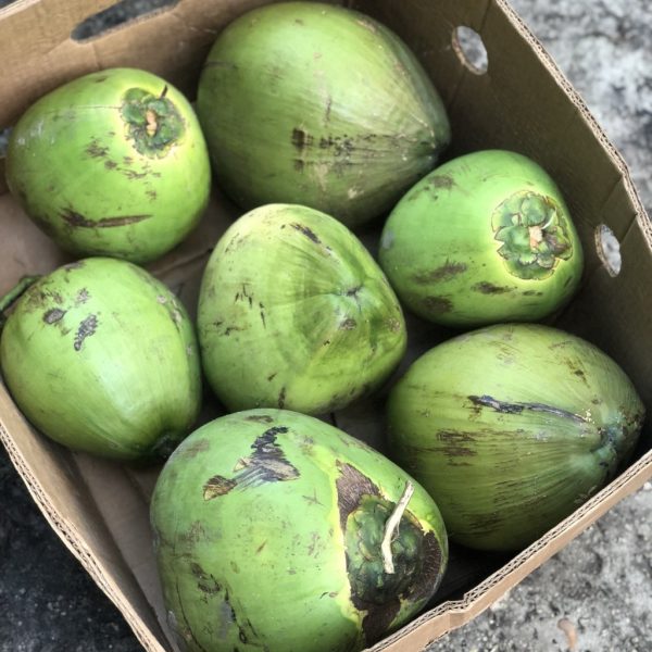 Water Coconut - Image 4