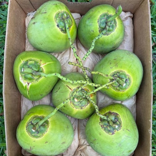 Water Coconut - Image 3