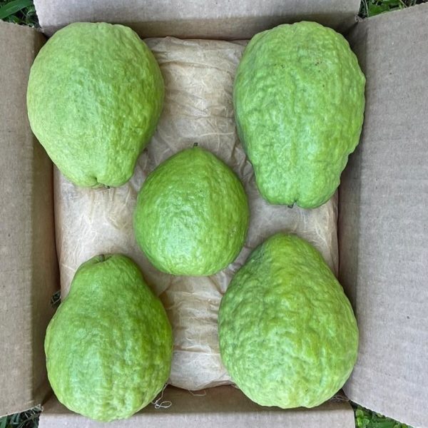 Watermelon Guava - Image 4