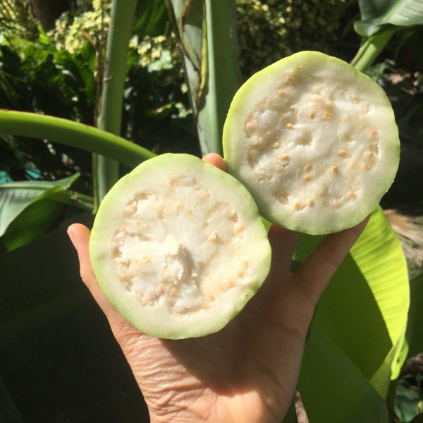 White Guava