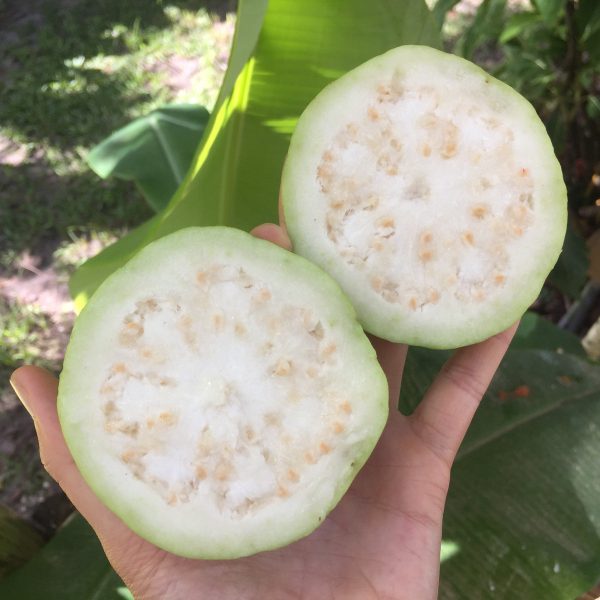 White Guava - Image 4