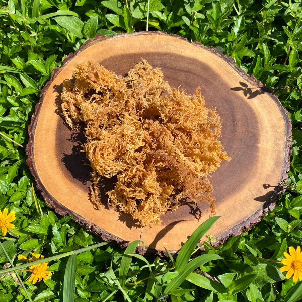 Wild Harvested Sea Moss - Image 2