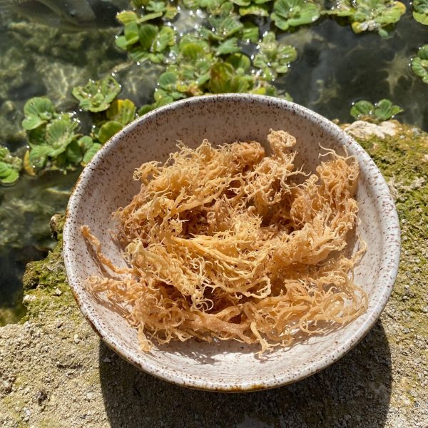 Wild Harvested Sea Moss - Image 3
