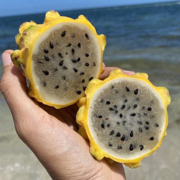 Yellow Dragonfruit (Pitaya) - Image 2