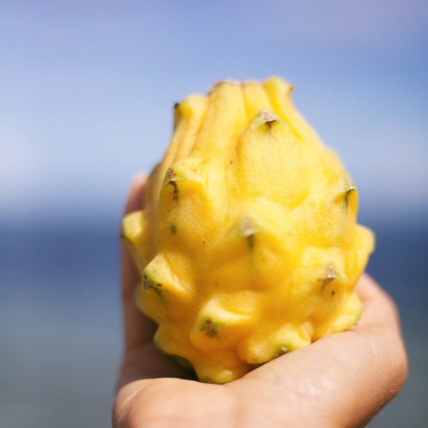 Yellow Dragonfruit (Pitaya) - Image 4